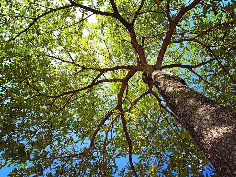 The view of a large tree from below, looking up at the branches and leaves