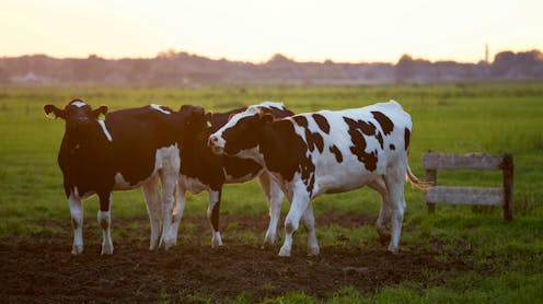 A person in Texas caught bird flu after mixing with dairy cattle. Should we be worried?