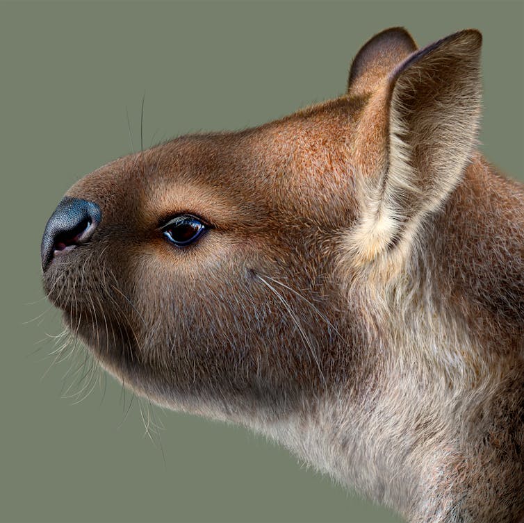A close-up painting of a kangaroo's face with a short, stubby snout.