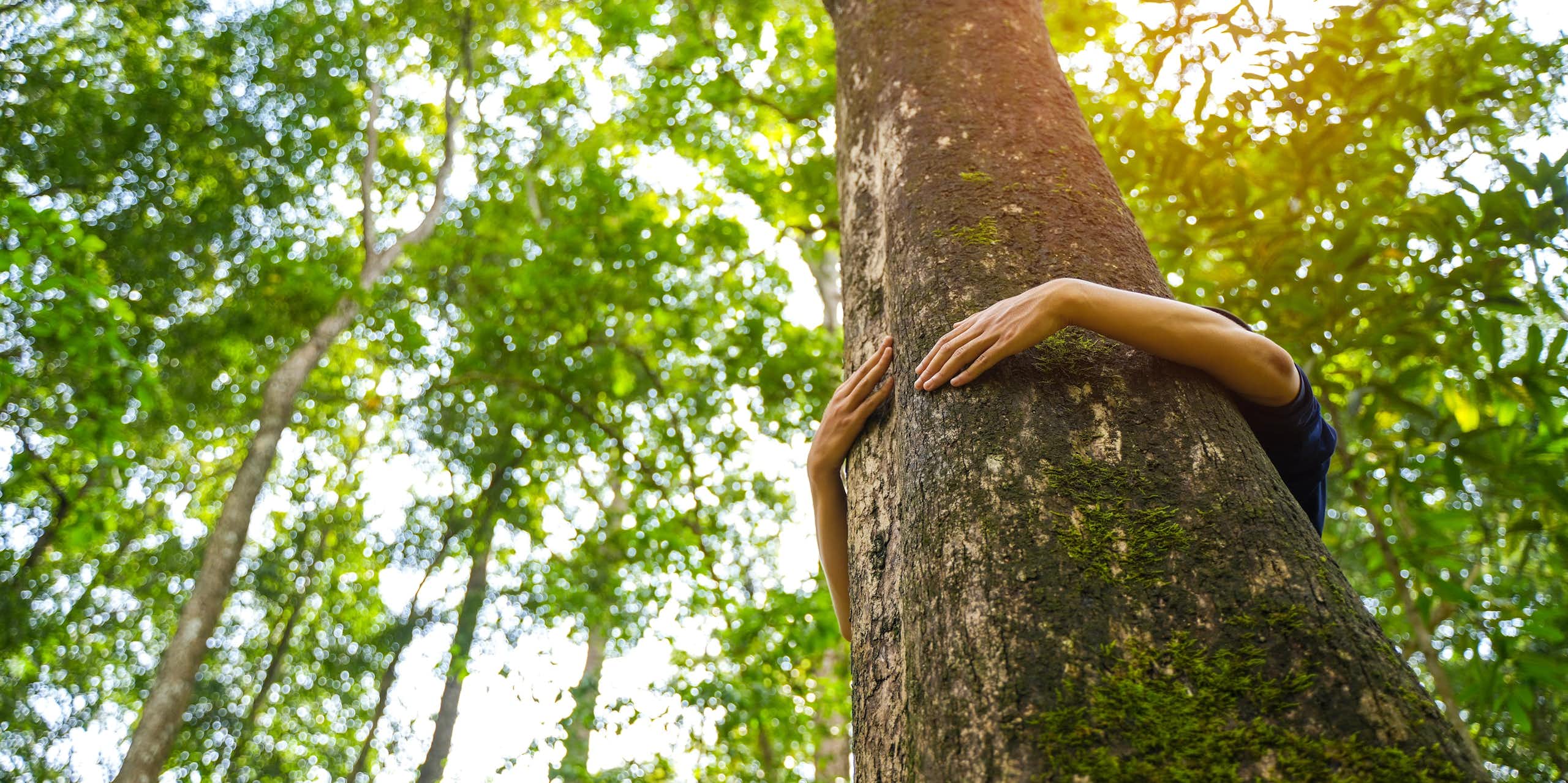 Unos brazos rodean el tronco de un árbol mientras se ven las copas de los árboles al fondo.