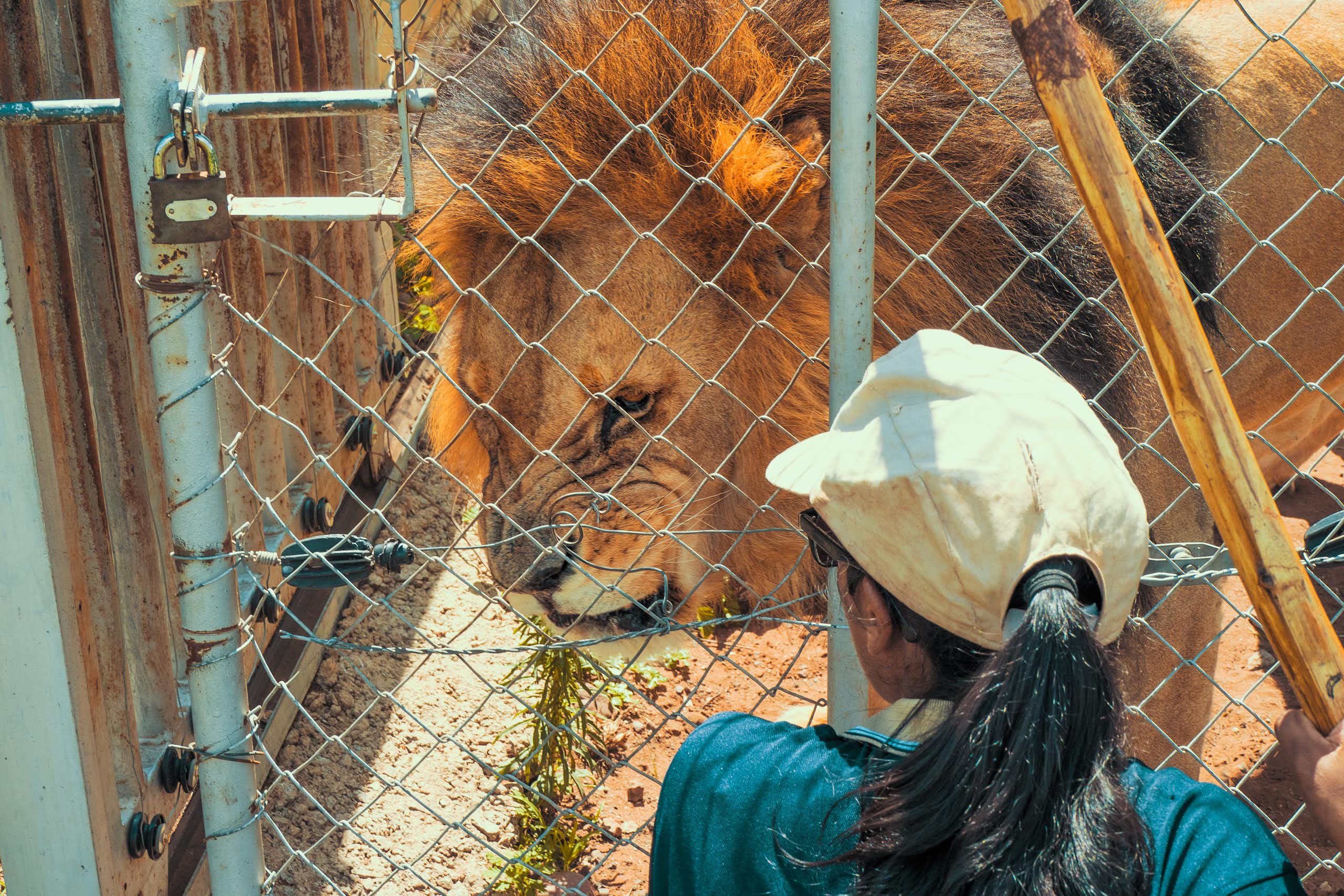 A male lion behind a wire enclosure, with a person on the other side.