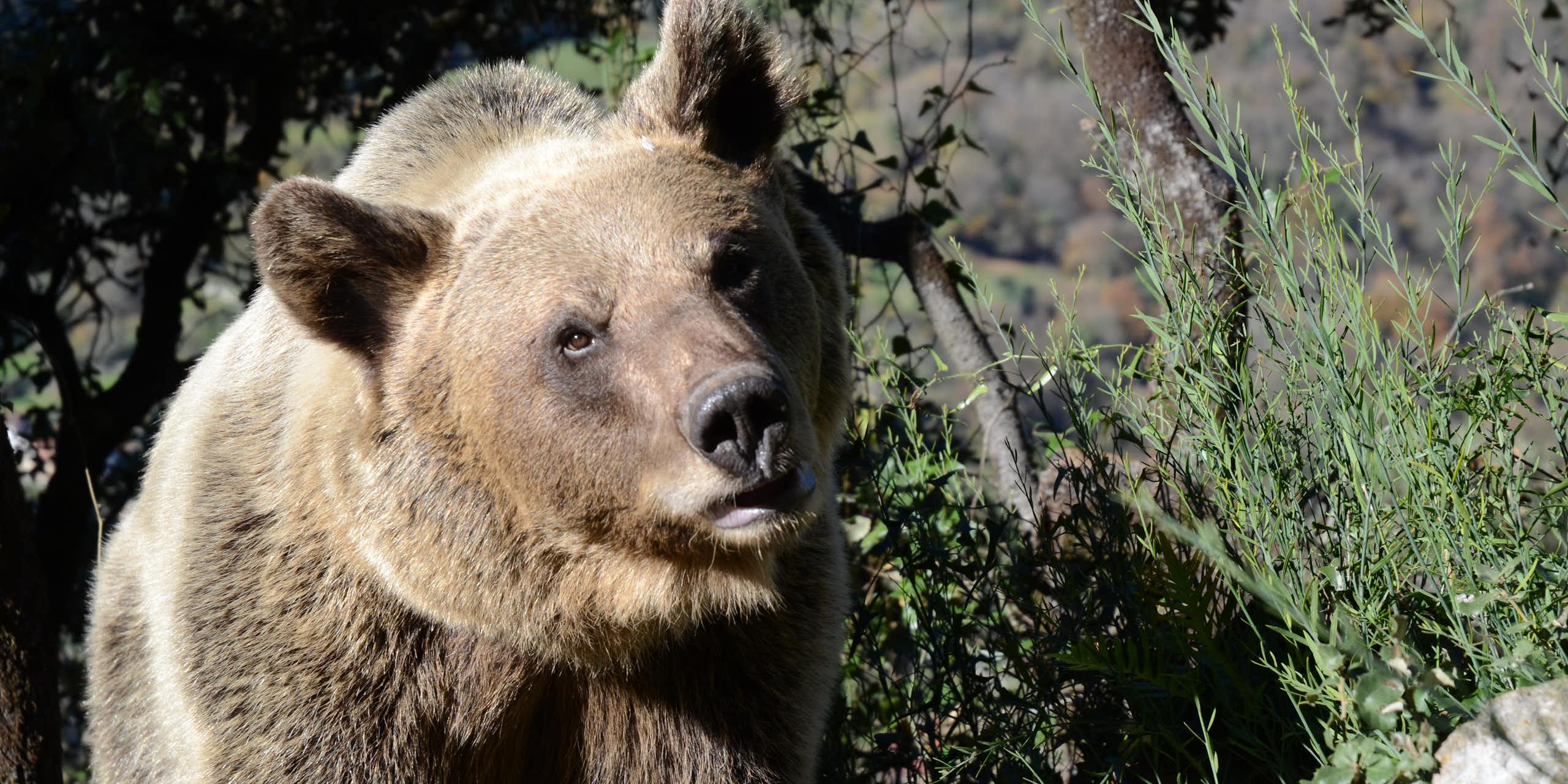 Las heces de los osos de la cordillera Cantábrica hablan… y tienen buenas noticias