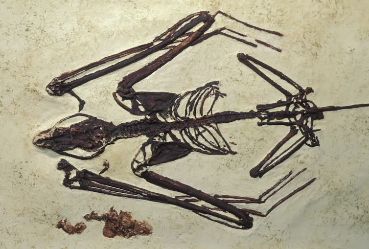 A photograph of a delicate skeleton, the bones laid out to show that it was a bat in life