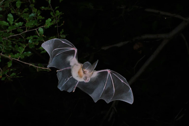 A bat in flight against a dark sky