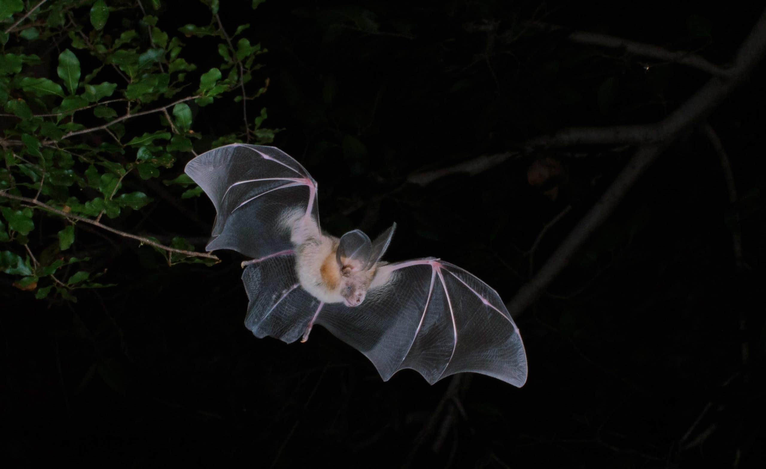 A bat in flight against a dark sky