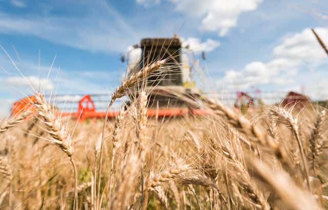 A combine harvester driving through a wheat field.