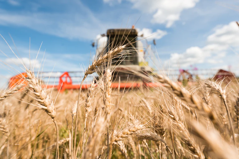A combine harvester driving through a wheat field.
