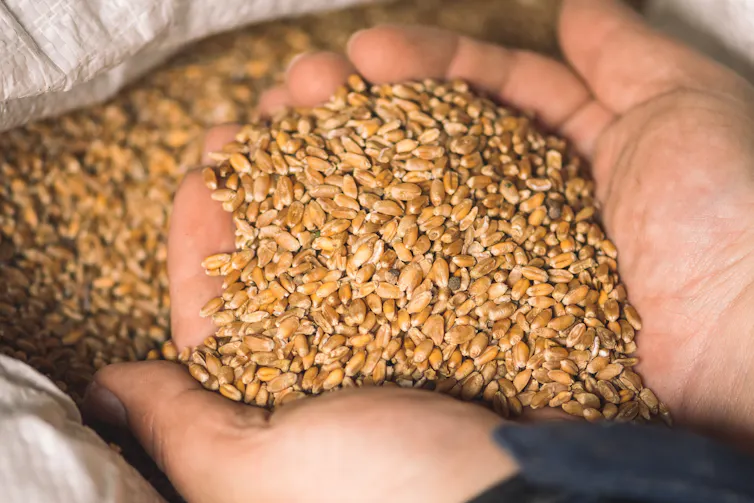 Wheat grains in a the hands of a person.