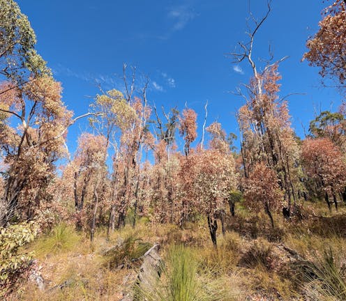 forests and shrublands are dying in parched Western Australia