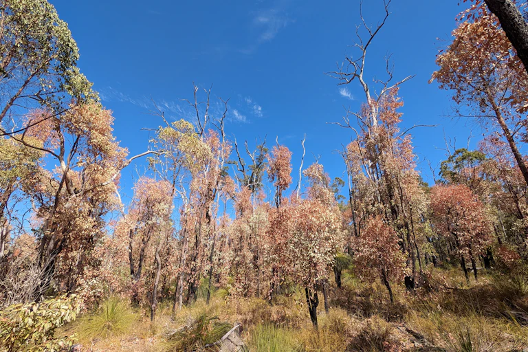 dead jarrah forest WA