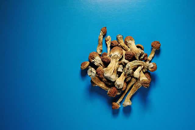Dried psilocybin mushrooms