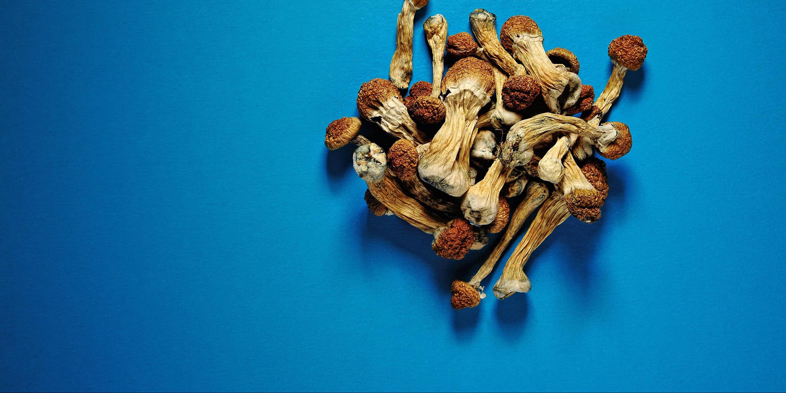 Dried psilocybin mushrooms