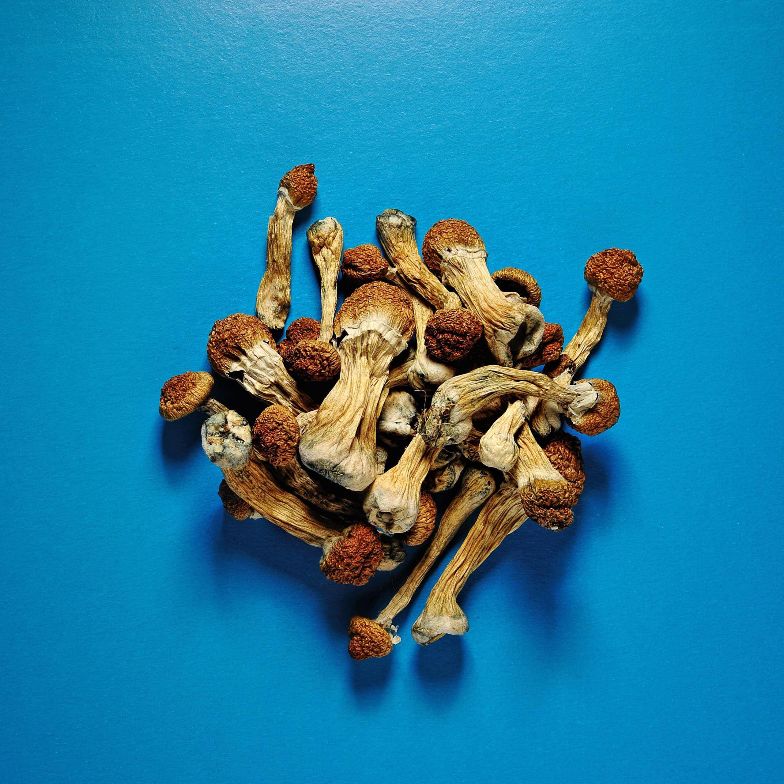 Dried psilocybin mushrooms
