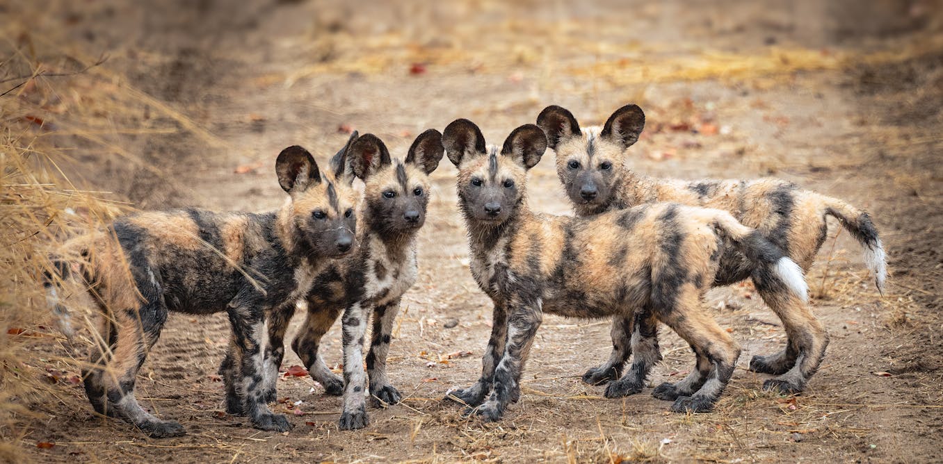 African wild dogs will soon have their own sperm bank – how artificial  breeding will help them survive