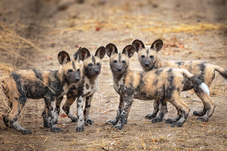 Four African wild dog pups standing in a reserve