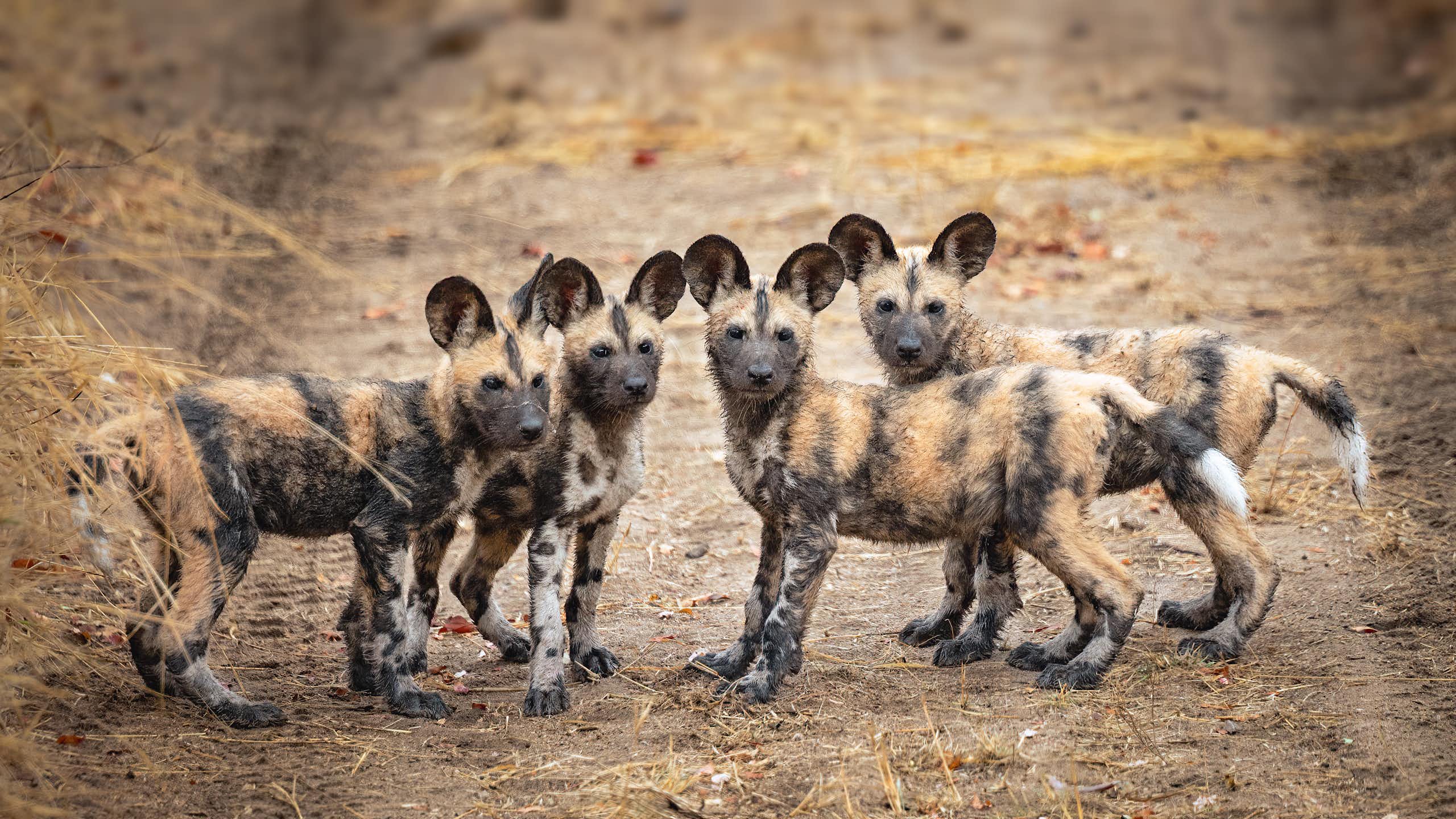 African wild dogs will soon have their own sperm bank – how artificial breeding will help them survive