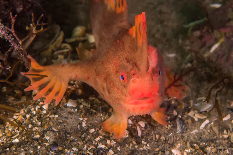 red handfish