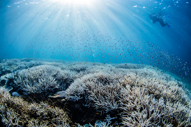 sun rays on bleached coral underwater
