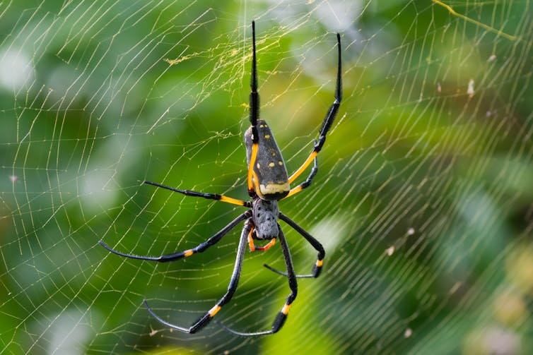 Golden orb-weaving spider