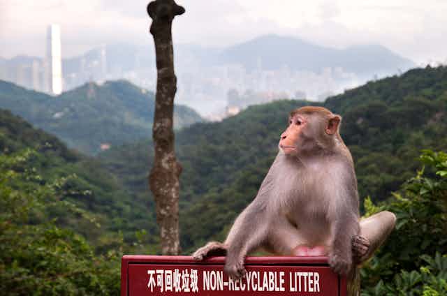 case study of virus A rhesus monkey sitting on a red sign in Hong Kong
