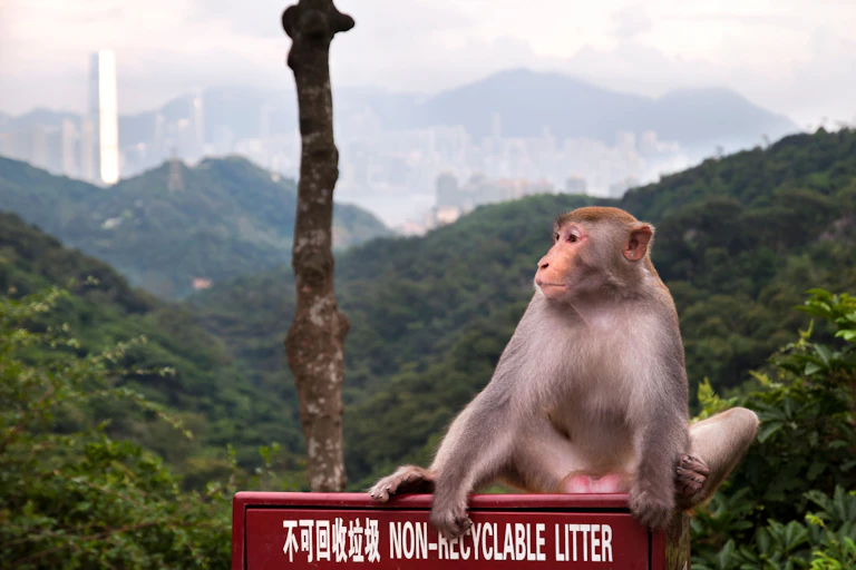 A rhesus monkey sitting on a red sign in Hong Kong
