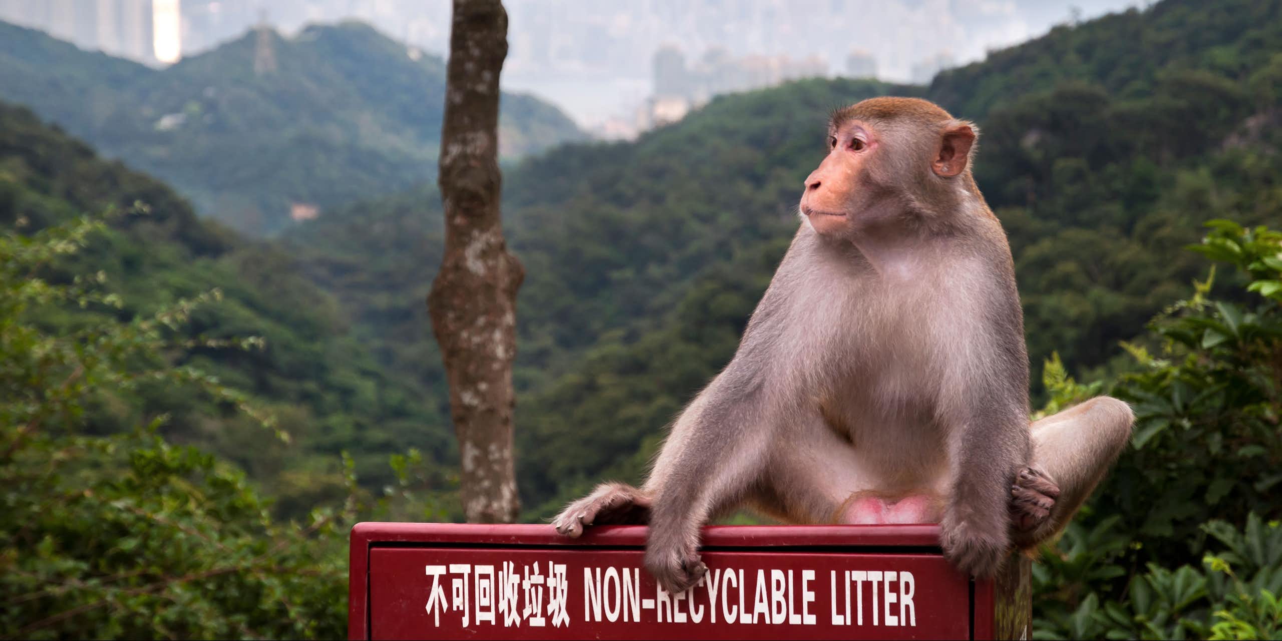 A rhesus monkey sitting on a red sign in Hong Kong