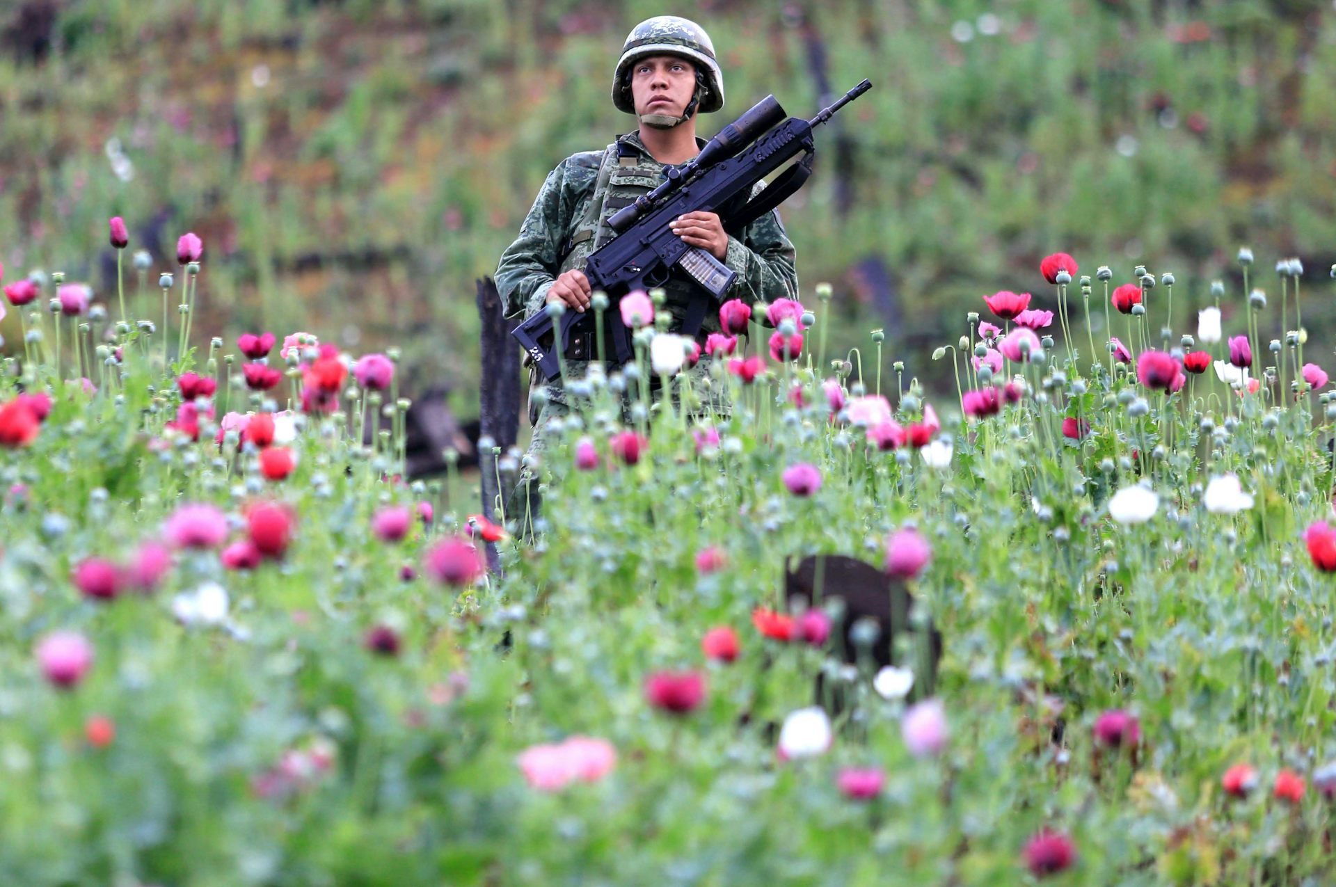 A Mexican soldier standing in a poppy field with his gun.