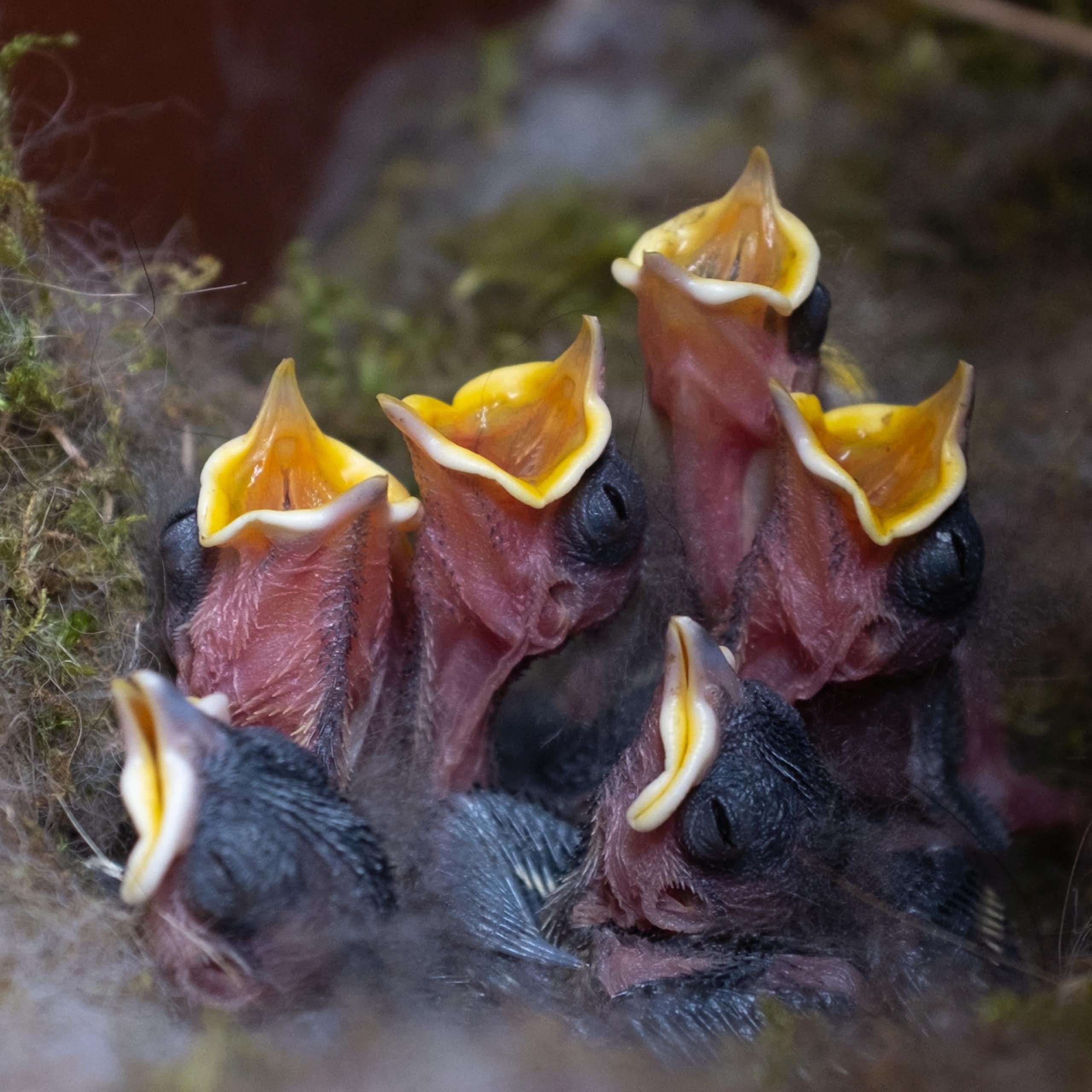 six tiny black chicks with yellow beaks in nest, four open beaks asking for food, surrounded by green moss