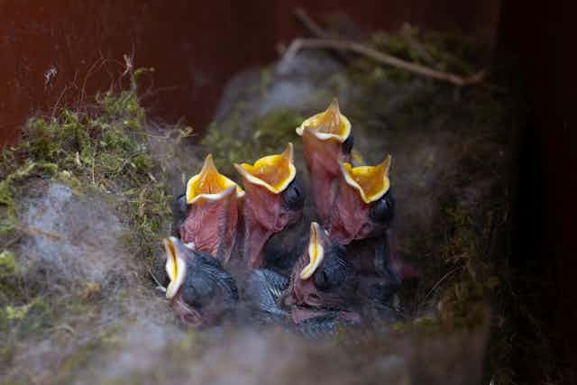 six tiny black chicks with yellow beaks in nest, four open beaks asking for food, surrounded by green moss
