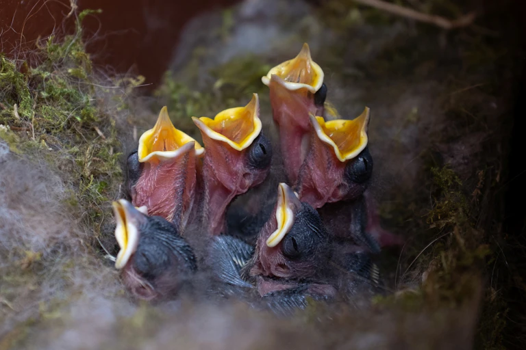 six tiny black chicks with yellow beaks in nest, four open beaks asking for food, surrounded by green moss