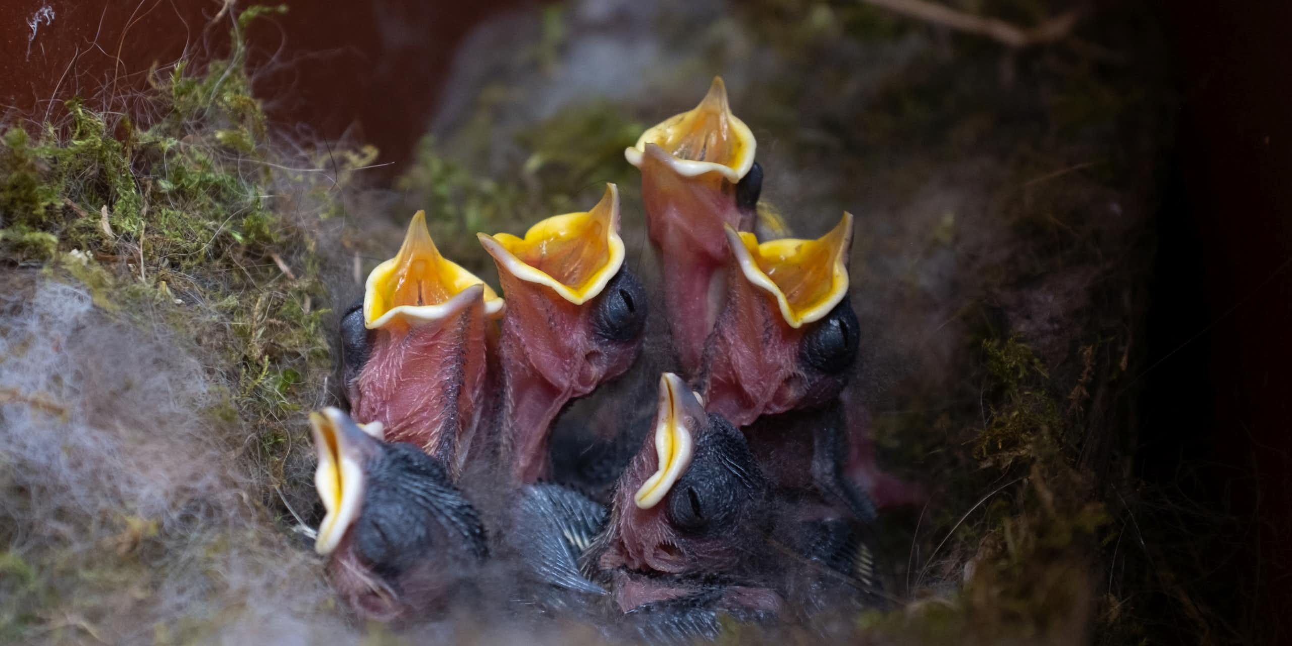 six tiny black chicks with yellow beaks in nest, four open beaks asking for food, surrounded by green moss