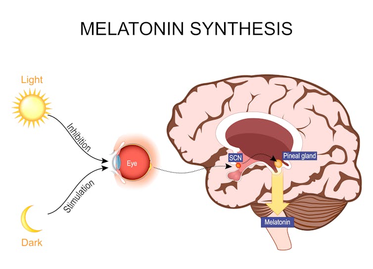 Illustration showing a brain and how melatonin production is regulated by light and darkness.