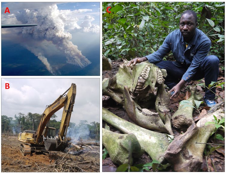 Photos of burning Amazon forests, illegal roads in Africa and the poaching of a forest elephant