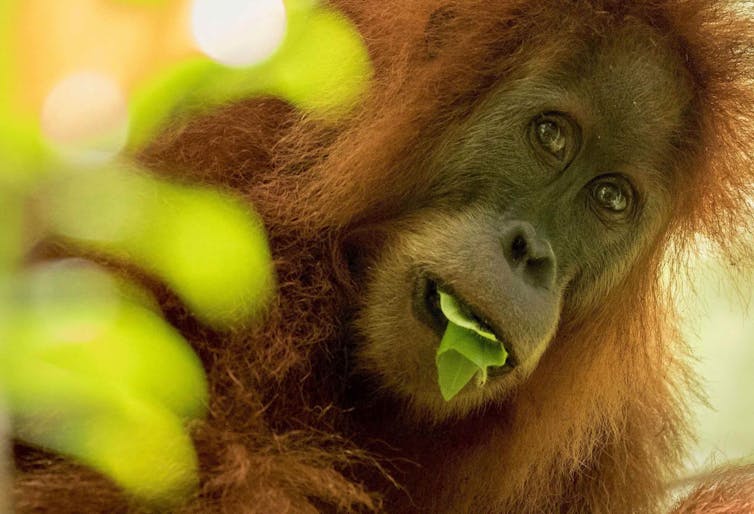 rare species of orangutan