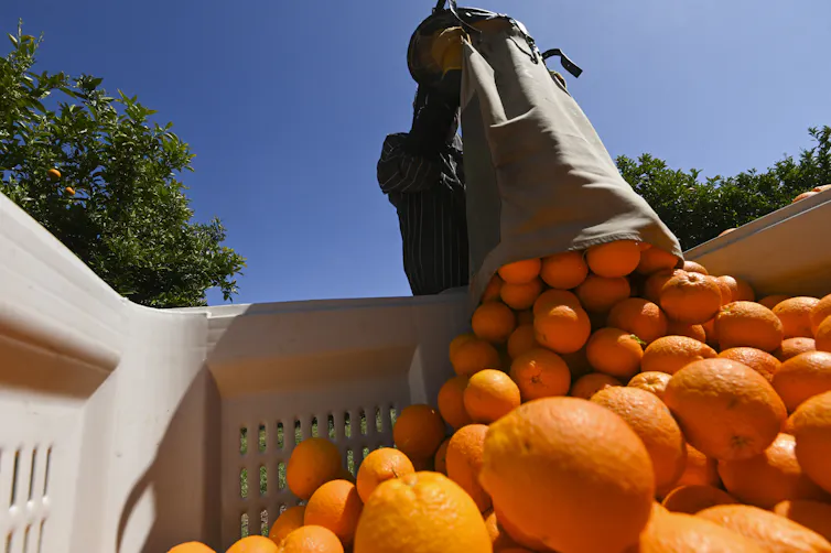 Fruit picker emptying a bag of oranges into a truck