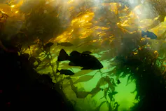 Fish swim among kelp.