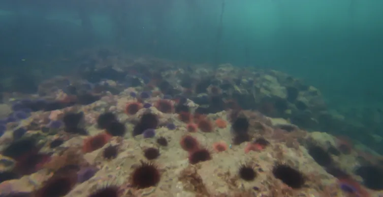 A sea urchin barren.