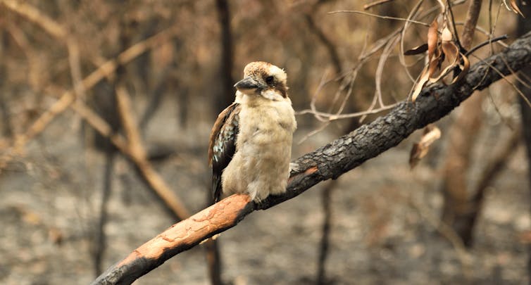 A kookaburra sits on a branch in a fire-blackened landscape