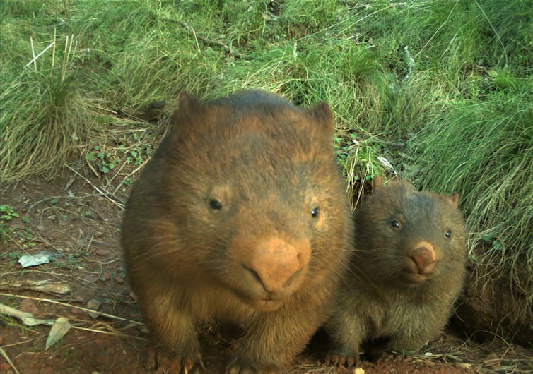An adult and juvenile bare-nosed wombat, facing the camera