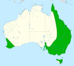Map of Australia showing the distribution of the laughing kookaburra.