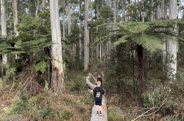 Two children walk along a fallen log in a eucalyptus forest