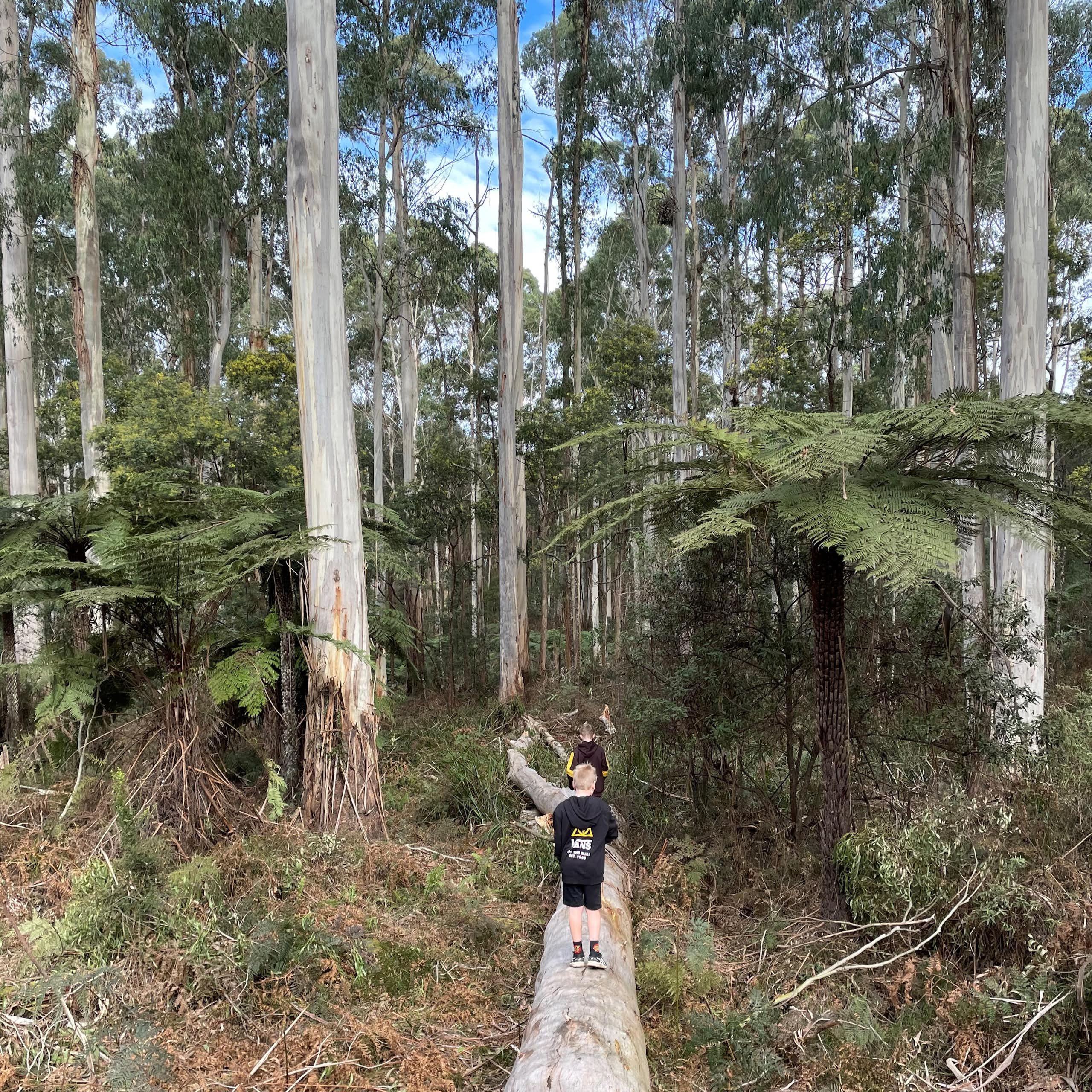 Two children walk along a fallen log in a eucalyptus forest