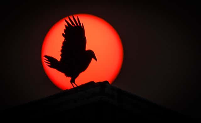 A raven in silhouette against a hazy orange sun.