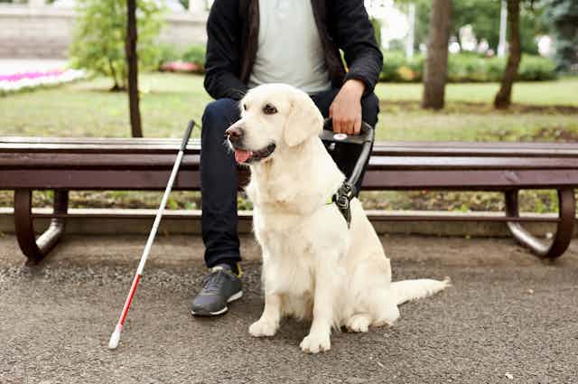 Un chien guide d'aveugle attend à côté de son maître.