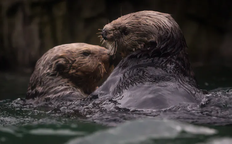 Two sea otters play in the water.