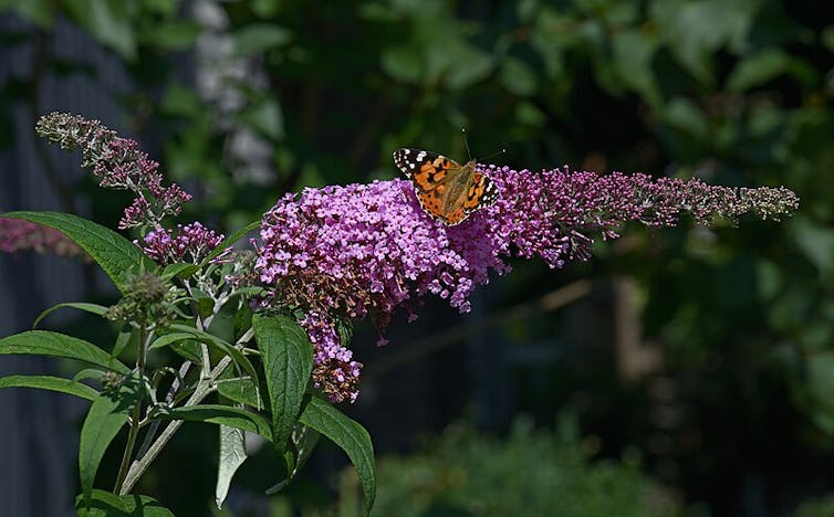 Lilo de verano en flor con mariposa