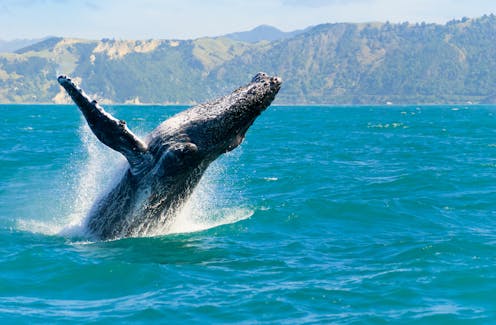 What if whales took us to court? A move to grant them legal personhood would include the right to sue