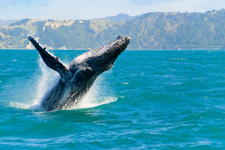 Humpback whale breaching