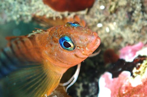 Light pollution affects coastal ecosystems too – this underwater ‘canary’ is warning of the impacts