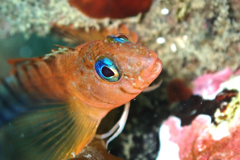 Blue-Eyed Triplefin (Notoclinops segmentatus)